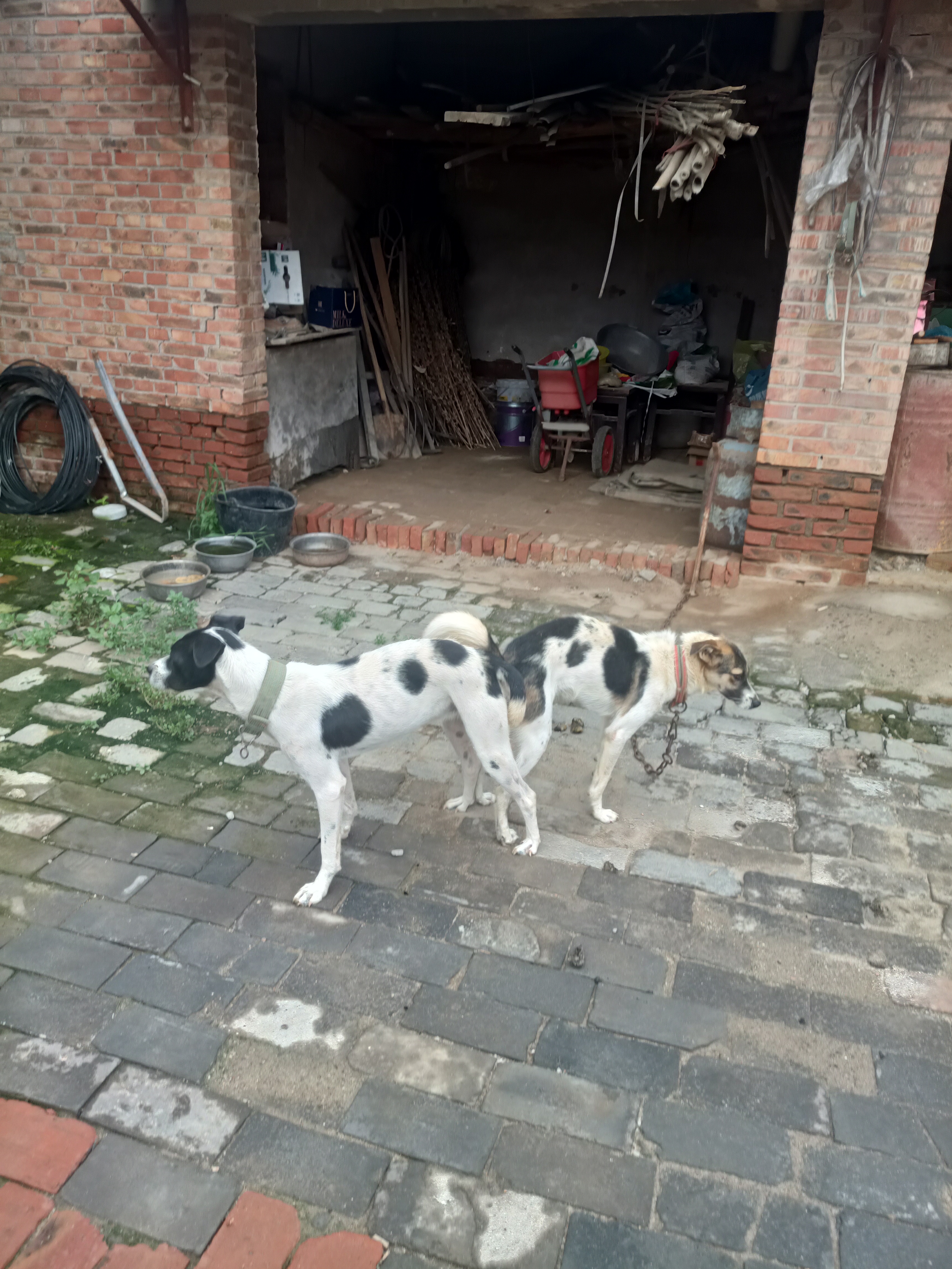 中华田园犬北方系，折耳卷尾三花的更是少见。